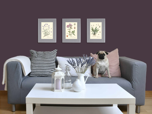 Herbářový list Růže stolistá — foto 3