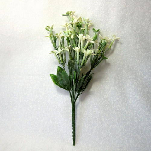 Jasmín bílý — foto 2