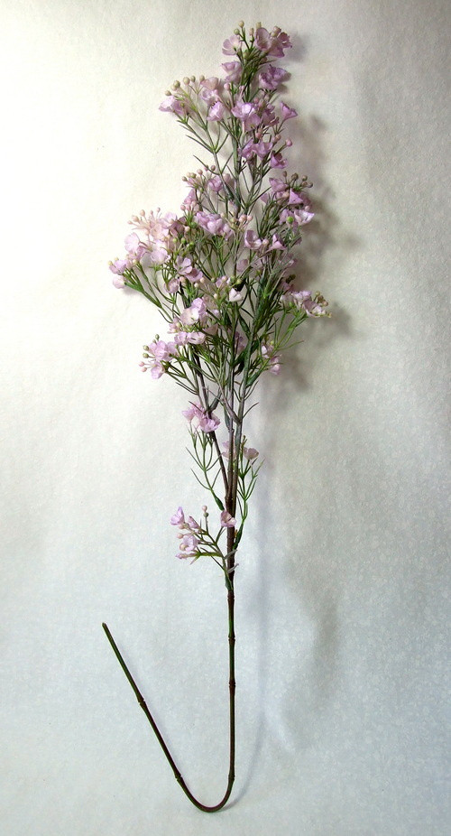 Řeřišnice světle fialová — foto 2