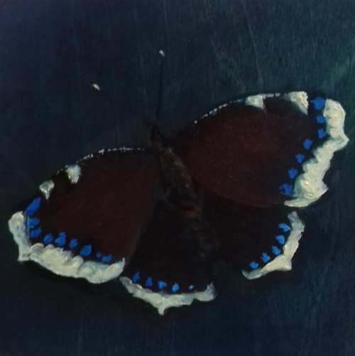 Babočka osiková — foto 2