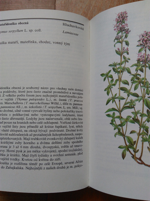 Zelená lékárna — foto 3