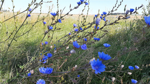 Čekanky — foto 2