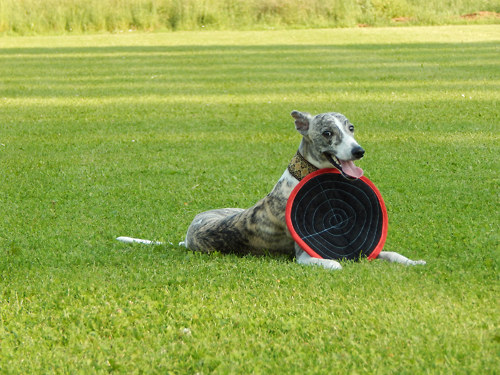 Frisbee pro pejsky — foto 2
