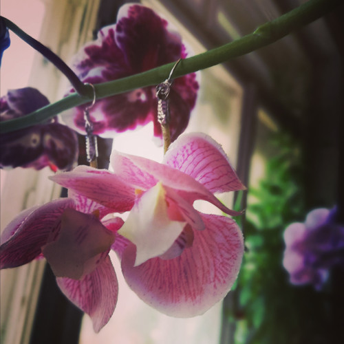 Orchidee — foto 2