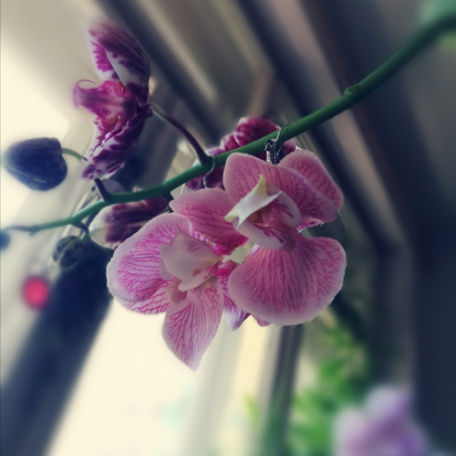 Orchidee — foto 6