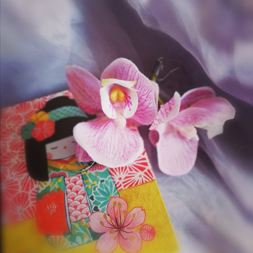 Orchidee — foto 5