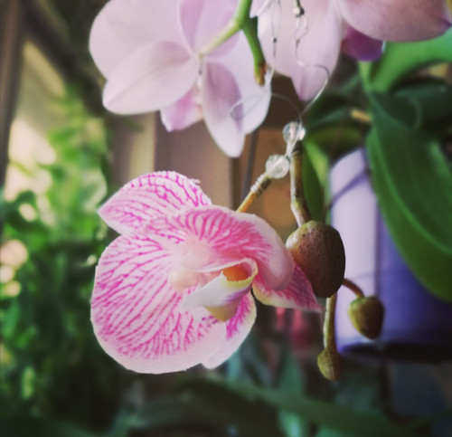 Orchidee asymetrické — foto 5