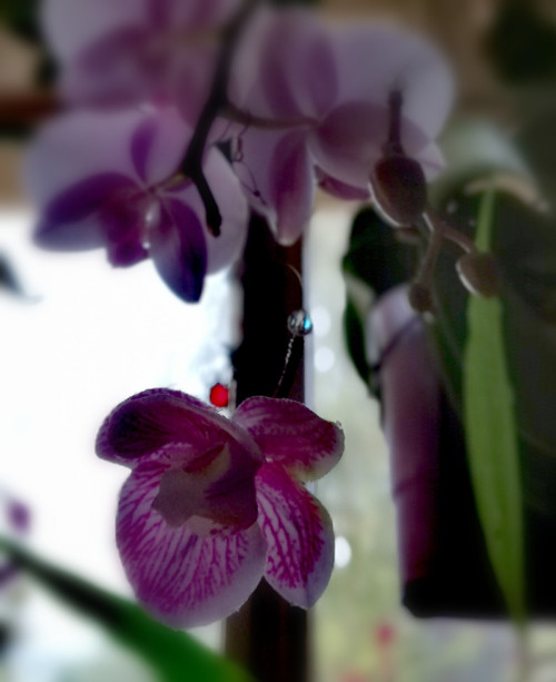 Orchidee asymetrické — foto 4