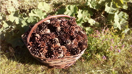 Borové šišky — foto 5