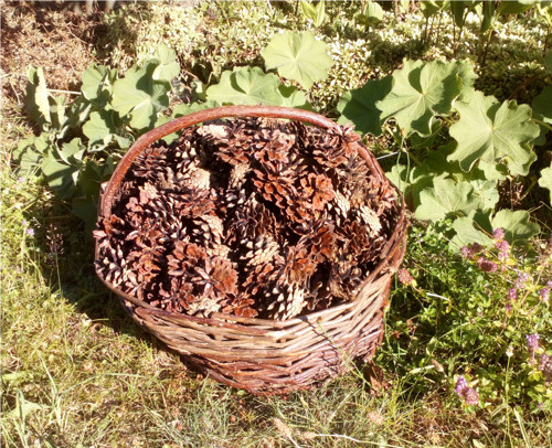 Borové šišky — foto 3