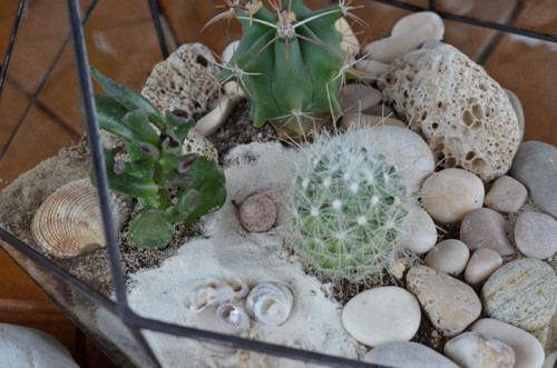 Florarium "Koulička velká" — foto 4