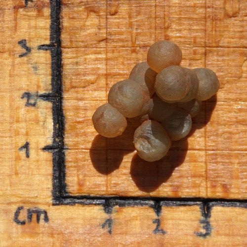Skulptura z chalcedonu — foto 4