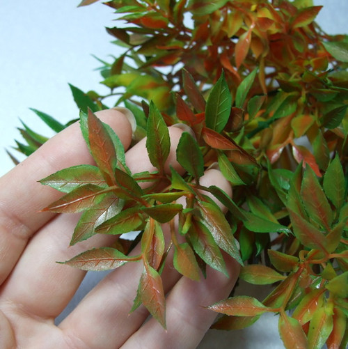 Ruscus v podzimních barvách — foto 2