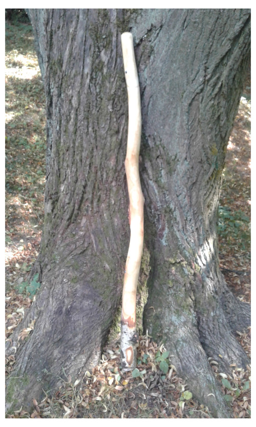 Didgeridoo - Březové Cisko 2020 — foto 4