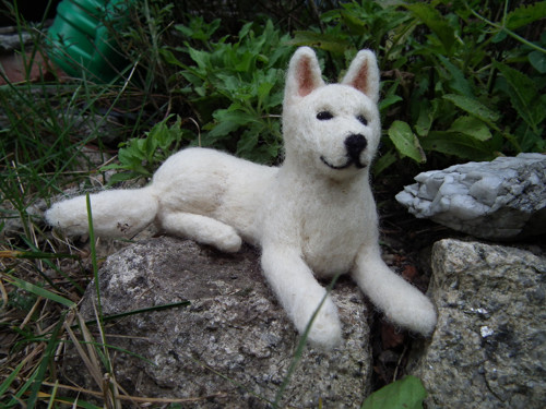 Bílý ovčák — foto 2
