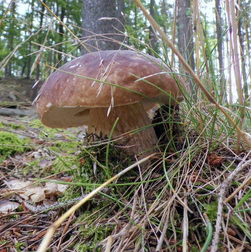 Hřib smrkový v octě, 260 gramů — foto 3