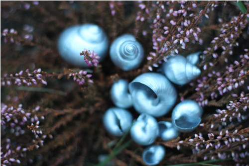 Stříbrné ulity — foto 3