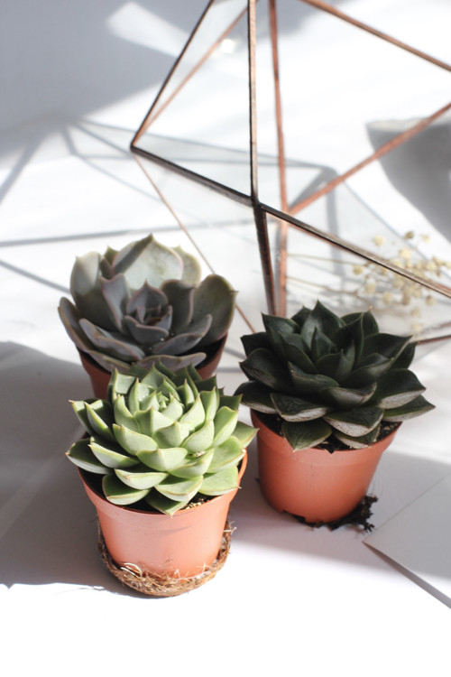 DIY sada + terárium "Moon" — foto 2