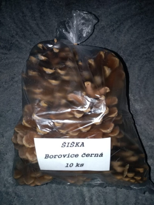Šška - Borovice černá 10ks/bal. — foto 3