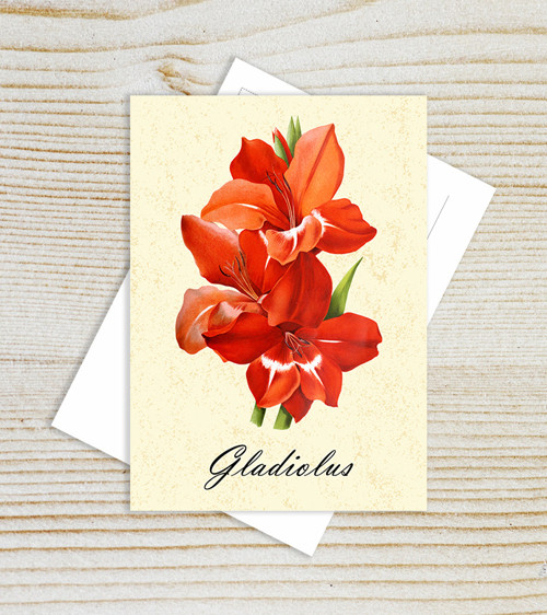 Pohlednice - gladiolus 2 — foto 2
