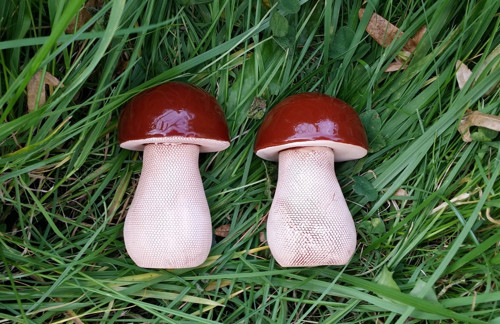 Hříbek klasik — foto 5