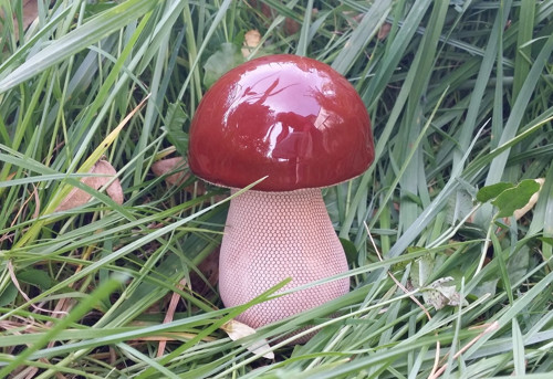 Hříbek klasik — foto 3