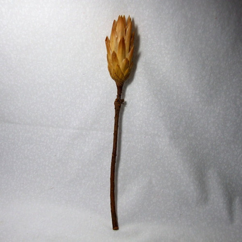 Protea krémová — foto 2