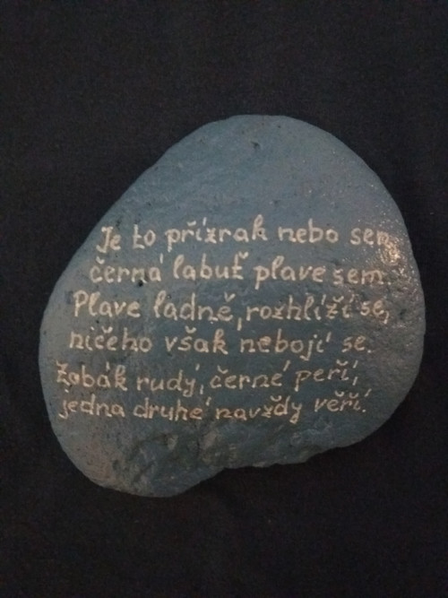 Cerna labut. — foto 2