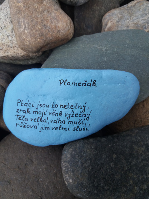 Ruzovy plamenak. — foto 3