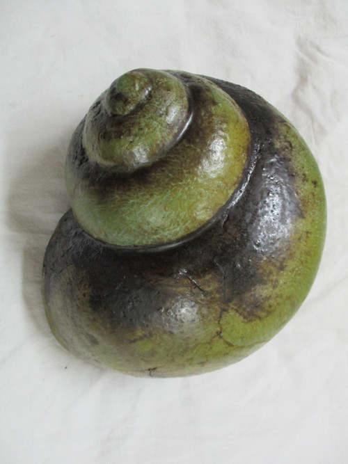 Ulita kulatá — foto 2