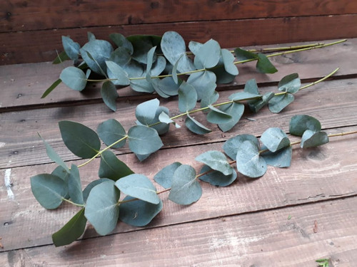 Eukalyptus - svazek — foto 2