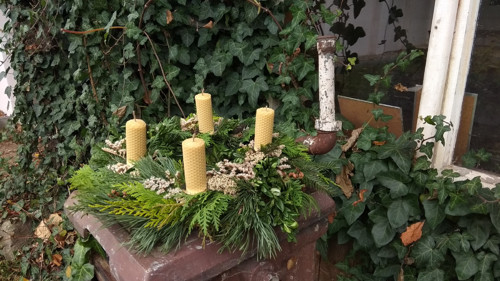Medovky adventní — foto 2