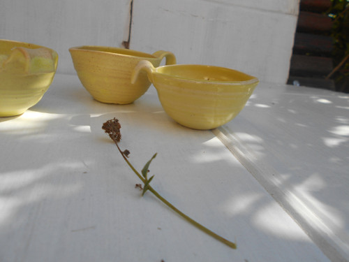 Žlutý svícínek — foto 3