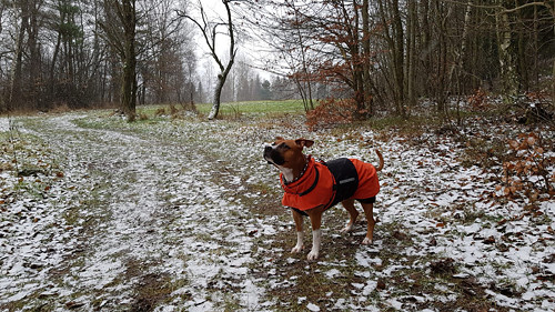 Softshellový obleček pro psa 60 cm — foto 2