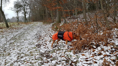 Softshellový obleček pro psa 60 cm — foto 3