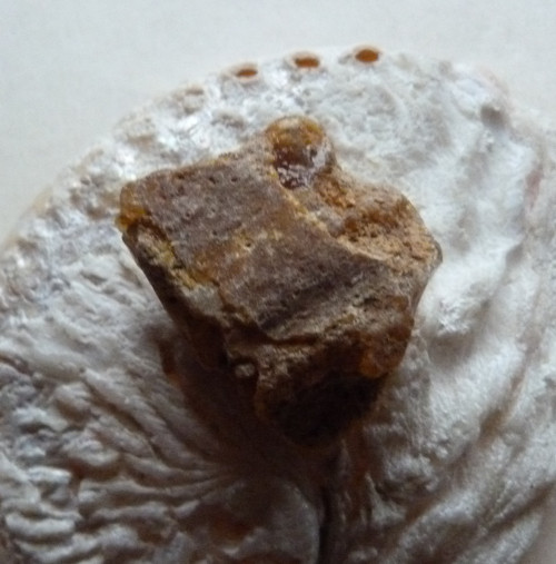 Jantar surový - Kopál - 3,7 cm — foto 5