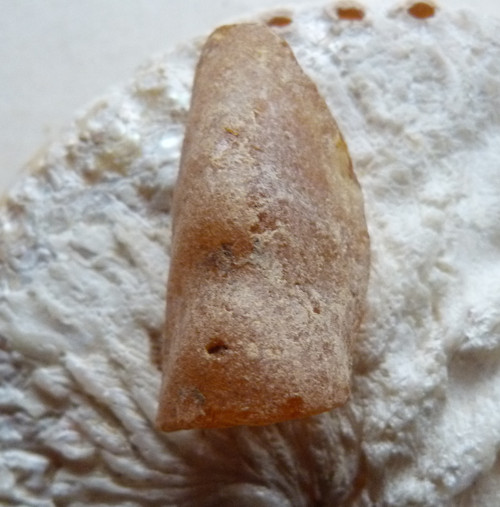 Jantar surový - Kopál - 4,3 cm — foto 4