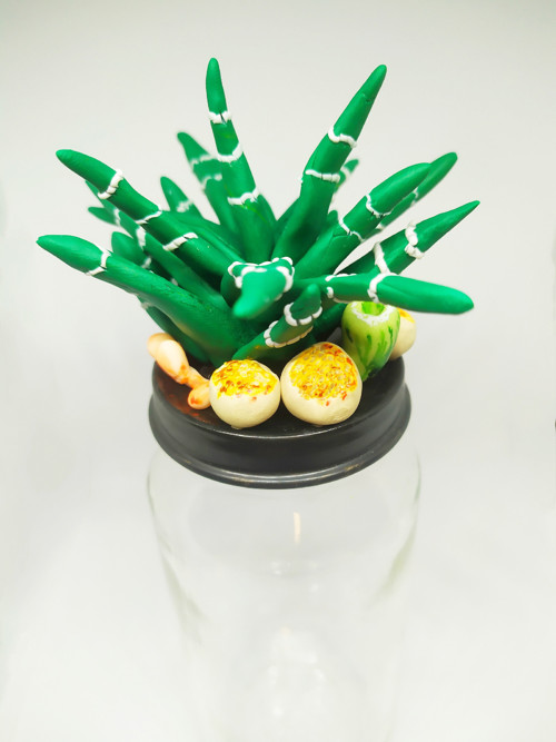 Ozdobná dozička Haworthia — foto 3