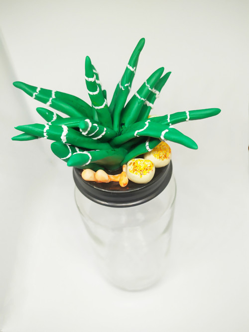 Ozdobná dozička Haworthia — foto 4