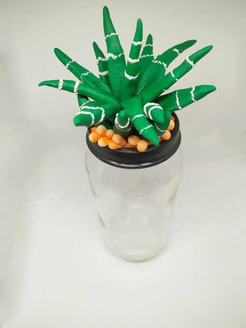 Ozdobná dozička Haworthia — foto 5
