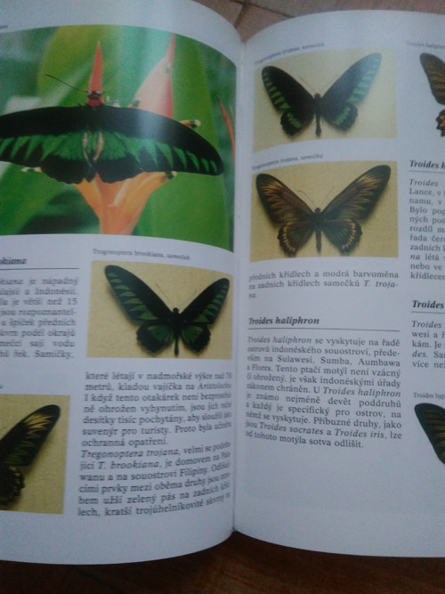 Kniha — foto 2