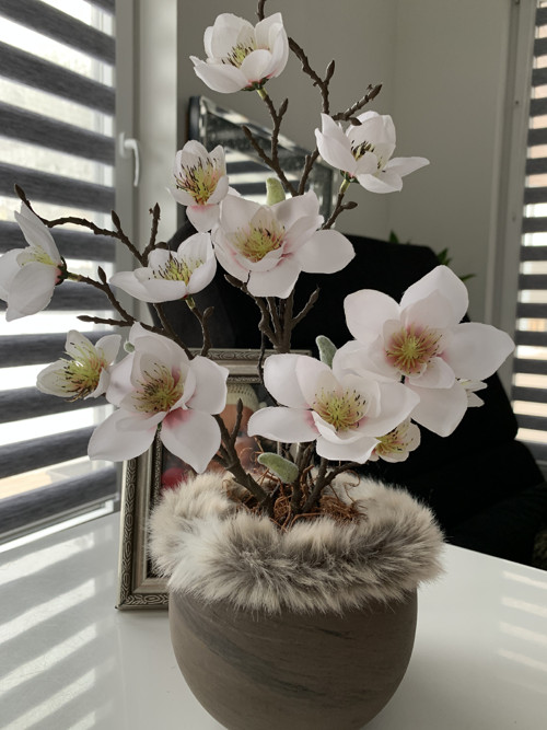 Magnolie v teple — foto 3