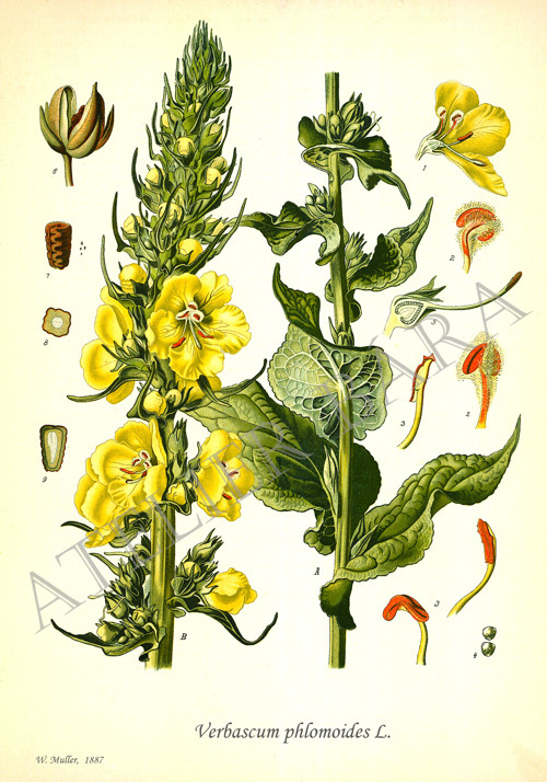 Z herbáře - divizna — foto 2