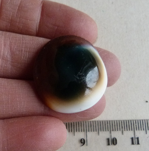Shiva mušle - 3 cm — foto 2