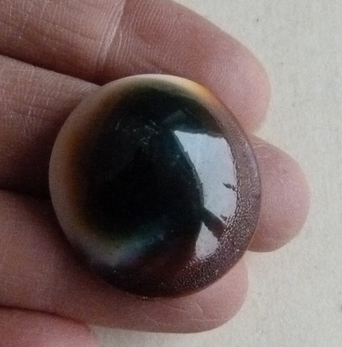 Shiva mušle - 3 cm — foto 5