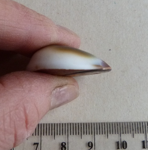 Shiva mušle - 3 cm — foto 4