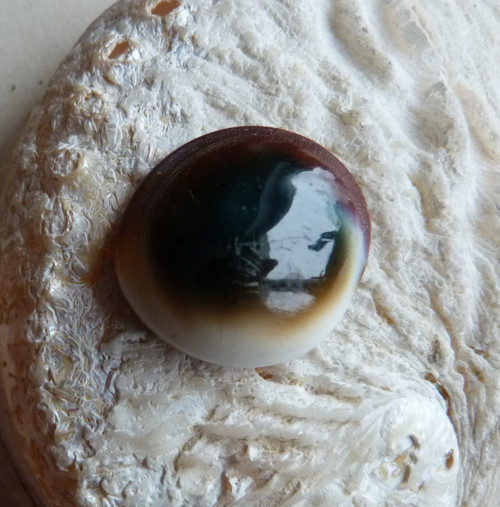 Shiva mušle - 3 cm — foto 6