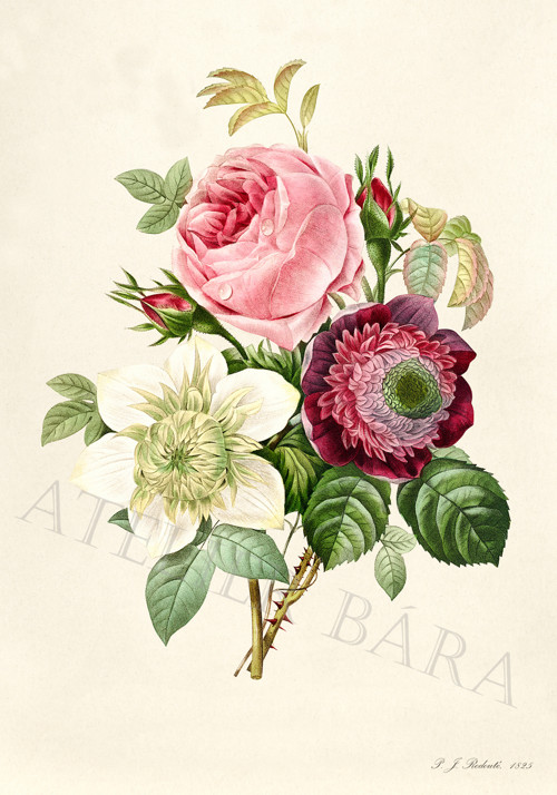 Z herbáře — foto 2