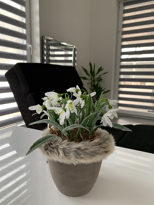 Ledové sněženky — foto 2