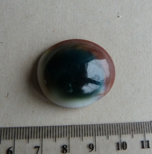 Shiva mušle - 3,1 cm — foto 6